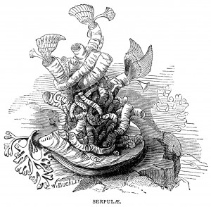 shellfish clip art, black and white graphics, marine animals illustration, starfish, acorn barnacles limpet shell, serpulae