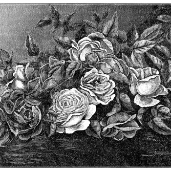 and white graphics, printable vintage advertisement, Lida Clarkson roses, rose clip art, vintage flower engraving, junk journal printable