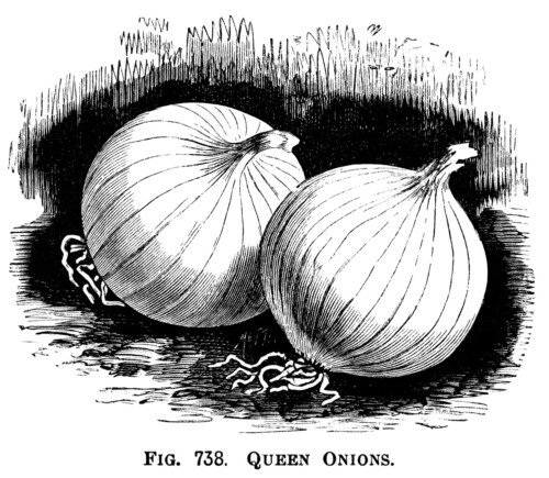 black and white clipart, onion illustration, printable vegetable graphics, vintage garden clip art, naples giant rocca, queen onion