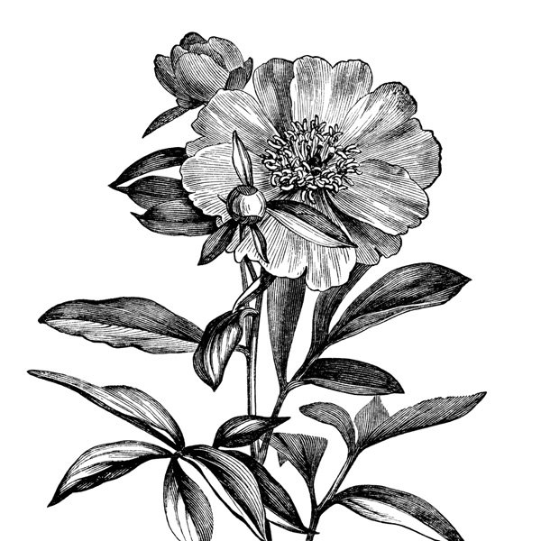 Free printable vintage peony clip art illustration