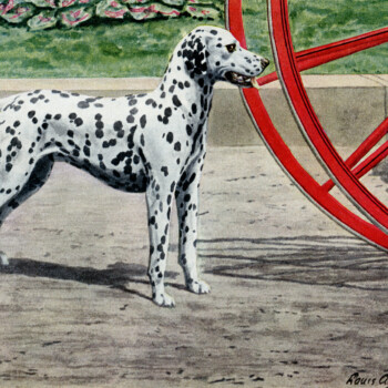 Dalmatian Dog Illustration