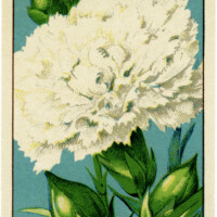 French seed label, old fashioned seed package, carnation seed pack, vintage garden clip art, vintage flower illustration