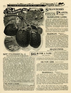 vintage garden illustration, strawberry plant printable, vintage blackberry clip art, Peter Henderson’s catalog page, old book pages