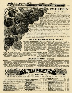 vintage garden illustration, raspberry plant printable, vintage berry clip art, Peter Henderson’s catalog page, old book page