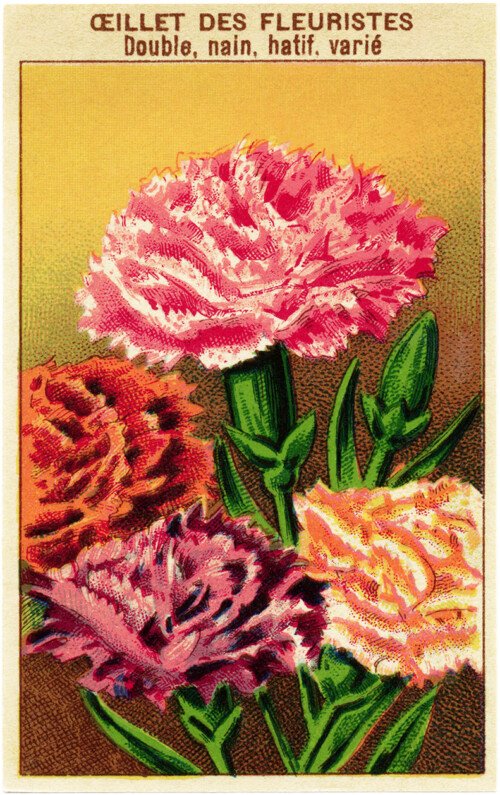 French seed label, old fashioned seed package, carnation seed pack, vintage garden clip art, vintage flower illustration