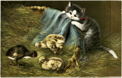 kitten and chicks, vintage postcard, vintage kitten postcard, baby chick graphics, farm animals clip art, cat in barn illustration
