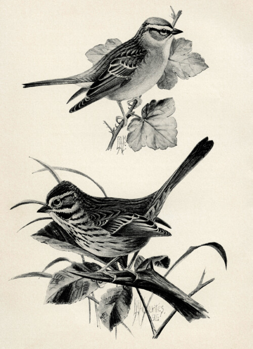 vintage bird clip art, song sparrow, chipping sparrow, black and white graphics, printable bird illustration, bird on branch, Louis Agassiz Fuertes