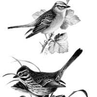 free vintage bird clip art illustration black and white
