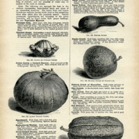 gourd illustration, vintage book page download, squash clip art, printable garden graphics, squash gourd clipart
