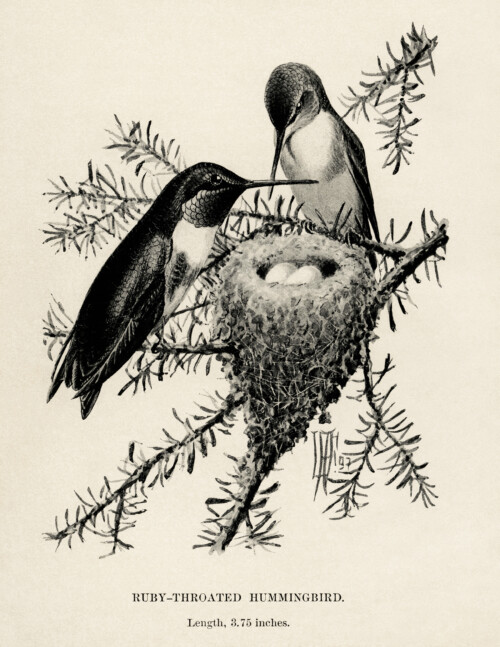 vintage bird clip art, hummingbird illustration, ruby throat hummingbird, black and white graphics, printable bird illustration, bird on branch, Louis Agassiz Fuertes