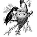 vintage bird clip art, hummingbird illustration, ruby throat hummingbird, black and white graphics, printable bird illustration, bird on branch, Louis Agassiz Fuertes