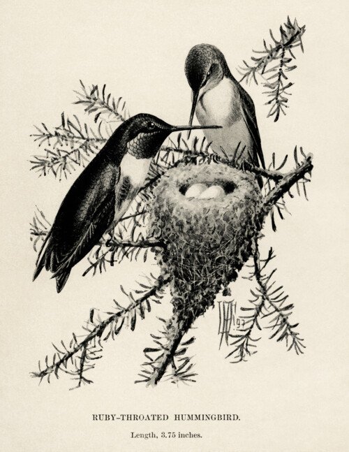 vintage bird clip art, hummingbird illustration, ruby throat hummingbird, black and white graphics, printable bird illustration, bird on branch, Louis Agassiz Fuertes