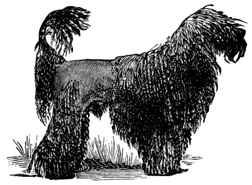 French black poodle, black and white clip art, dog clip art, poodle illustration, vintage animal printable