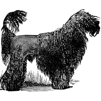 black poodle dog clip art