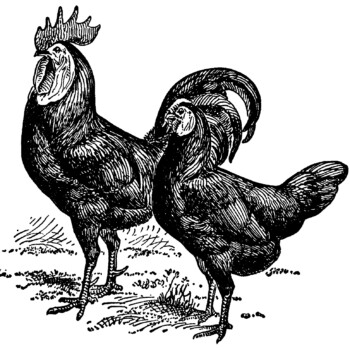 White Faced Black Spanish, black and white clip art, farm animal image, vintage chicken clipart, vintage rooster illustration