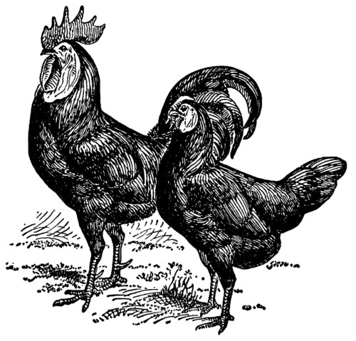 White Faced Black Spanish, black and white clip art, farm animal image, vintage chicken clipart, vintage rooster illustration