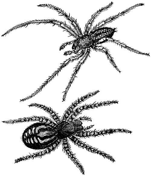 spider clip art, Clubiona nutrix , Ciniflo ferox, black and white clipart, Halloween graphics, printable insect illustration