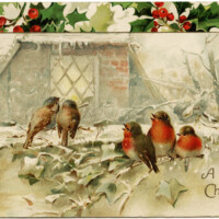 vintage Christmas postcard, birds and holly, country winter scene, old fashioned Christmas card, birds on branch clip art