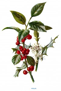 holly clip art, vintage flower illustration, Christmas flower, holly botanical drawing, Frederick Edward Hulme