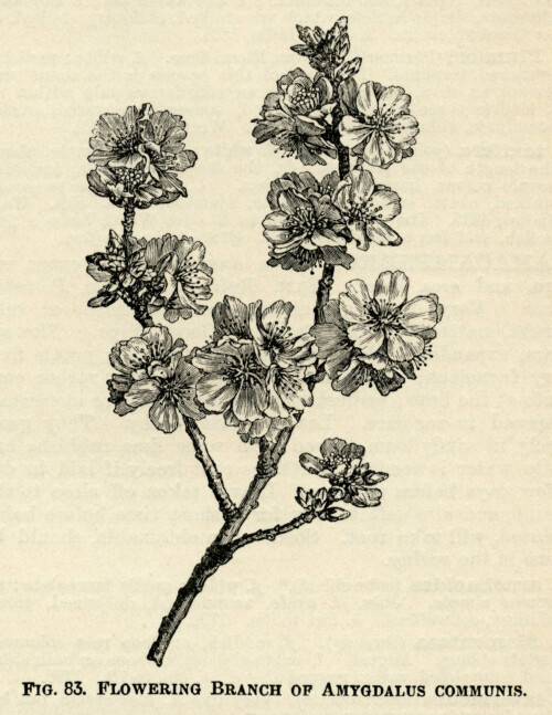 Amygdalus Communis, flowering almond, black and white clip art, vintage botanical illustration, printable floral image