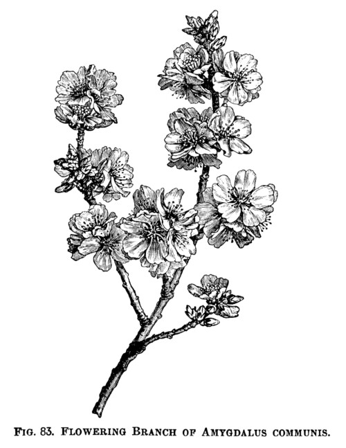 Amygdalus Communis, flowering almond, black and white clip art, vintage botanical illustration, printable floral image