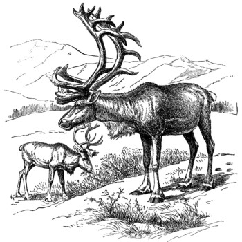 vintage animal clip art, reindeer clip art, black and white illustration, deer elk caribou, printable deer image