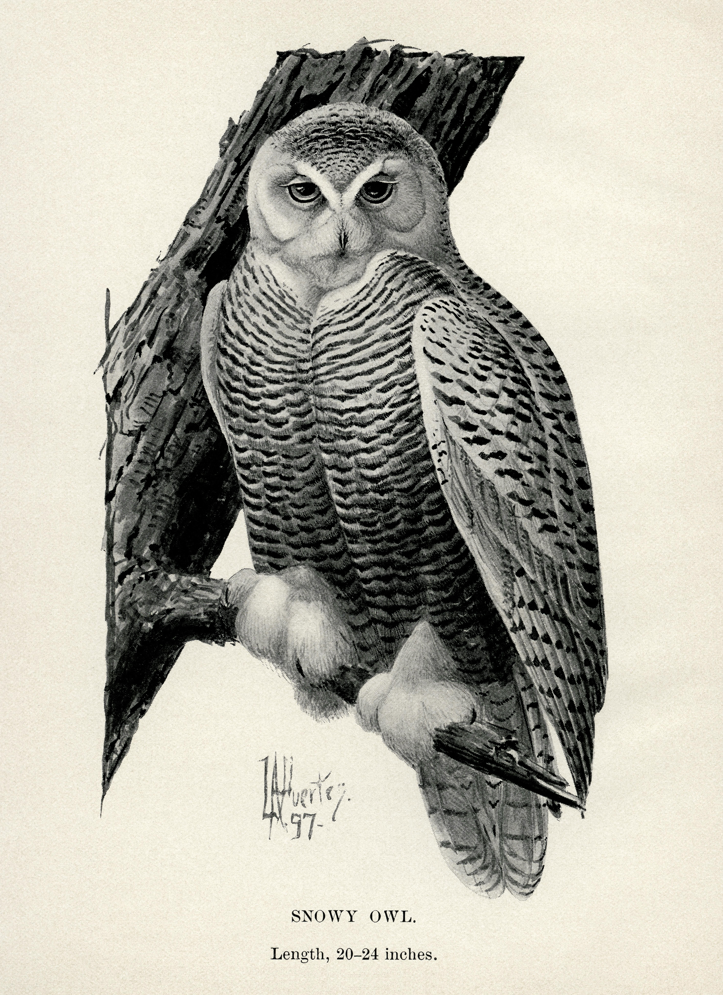 vintage owl drawing