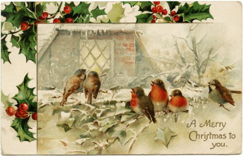 vintage Christmas postcard, birds and holly, country winter scene, old fashioned Christmas card, birds on branch clip art