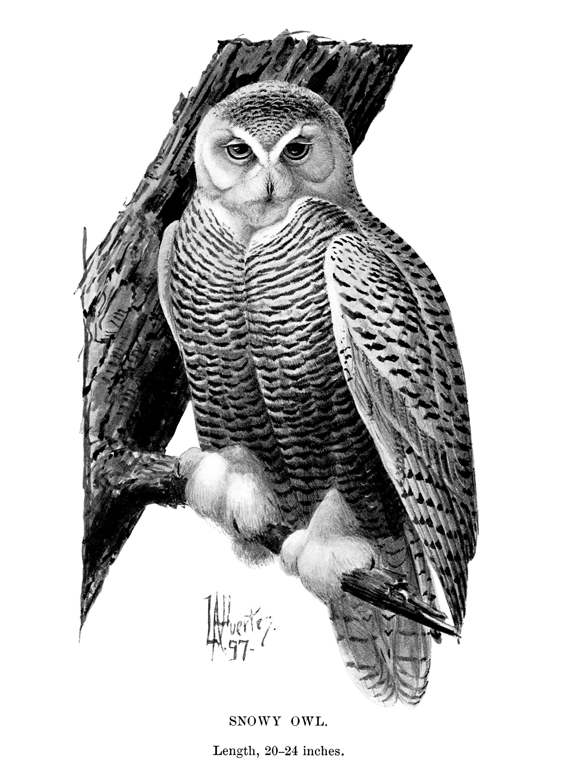 vintage bird clip art, snowy owl illustration, black and white graphics, printable owl picture, bird on branch, Louis Agassiz Fuertes