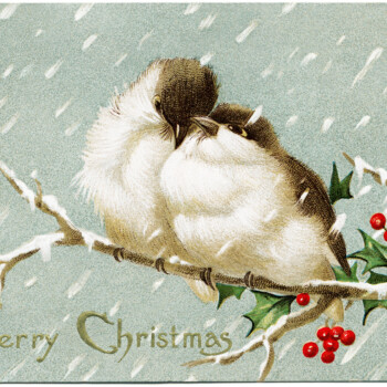 vintage Christmas postcard, love birds graphic, bird holly berries illus, old fashioned Christmas card, birds on branch clip art