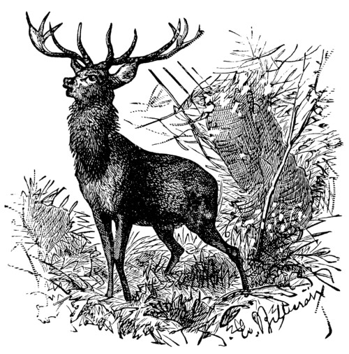 deer clip art, black and white clipart, printable deer illustration, vintage animal image, deer in forest graphic