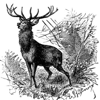 free vintage printable black and white deer illustration