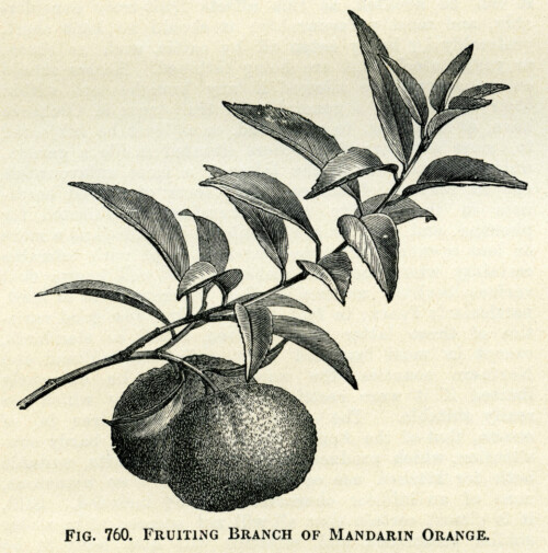 fruiting branch of mandarin orange, vintage orange clip art, black and white graphics, oranges and leaves, botanical fruit image