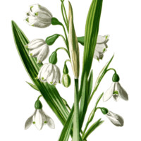 snowdrop and snowflake, floral clip art, white flower illustration, vintage flower graphics, Frederick Edward Hulme