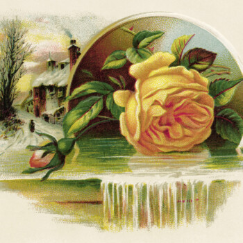 Yellow Rose Lion Coffee Card