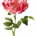pink rose clip art, York Lancaster rose, vintage flower illustration, variegated pink flower, rose graphic, Frederick Edward Hulme