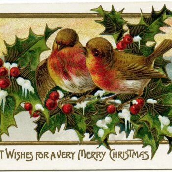 vintage Christmas postcard, bird clip art, bird holly berries illustration old fashioned Christmas card, birds on branch clip art