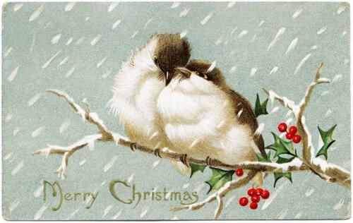 vintage Christmas postcard, love birds graphic, bird holly berries illus, old fashioned Christmas card, birds on branch clip art