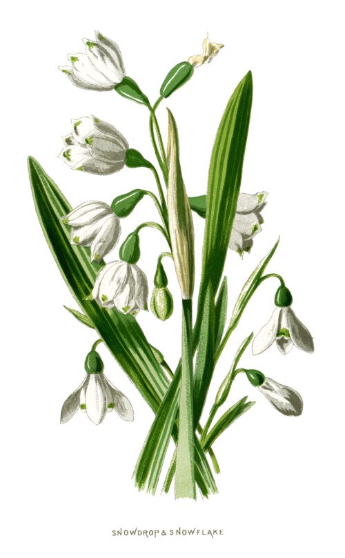 snowdrop and snowflake, floral clip art, white flower illustration, vintage flower graphics, Frederick Edward Hulme