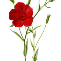 crimson flax, floral clip art, red flower illustration, vintage flower graphics, Frederick Edward Hulme