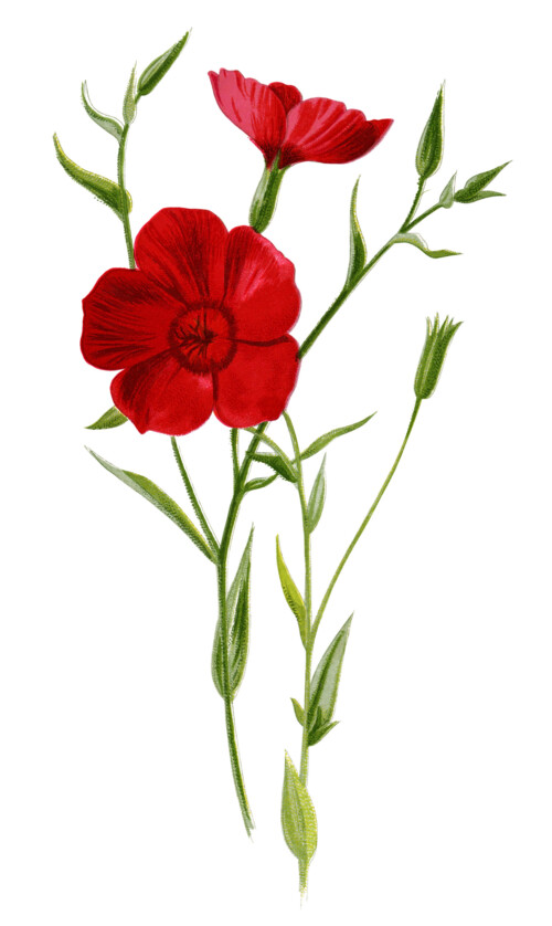crimson flax, floral clip art, red flower illustration, vintage flower graphics, Frederick Edward Hulme