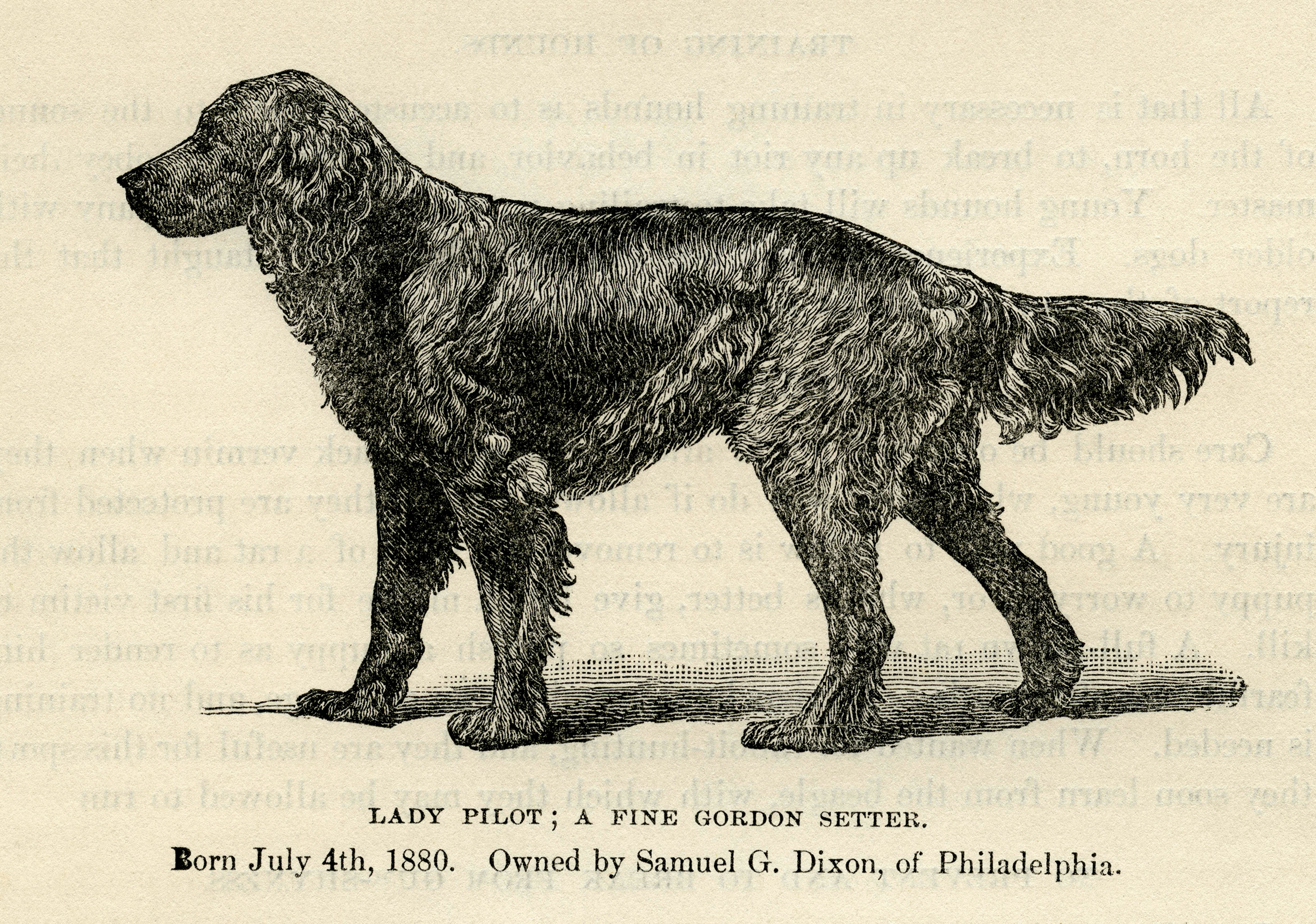 Olivier de Penne 1800s Hunting Dog Signed Lithographs Irish Setter n Gordon Setter FREE SHIPPING- PAIR of C