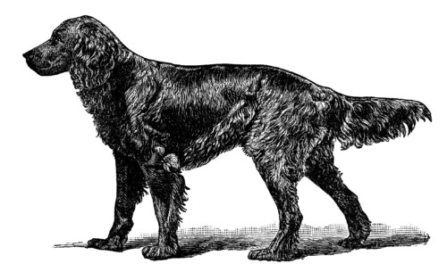 Gordon Setter illustration, black and white clip art, vintage animal clipart, dog engraving, setter dog sketch