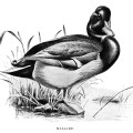 duck clip art, mallard illustration, black and white graphics, printable bird illustration, Louis Agassiz Fuertes