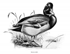 duck clip art, mallard illustration, black and white graphics, printable bird illustration, Louis Agassiz Fuertes