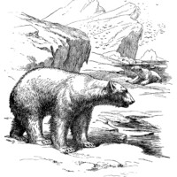 polar bear engraving, vintage polar bear illustration, vintage animal printable, printable image to color, black and white graphics