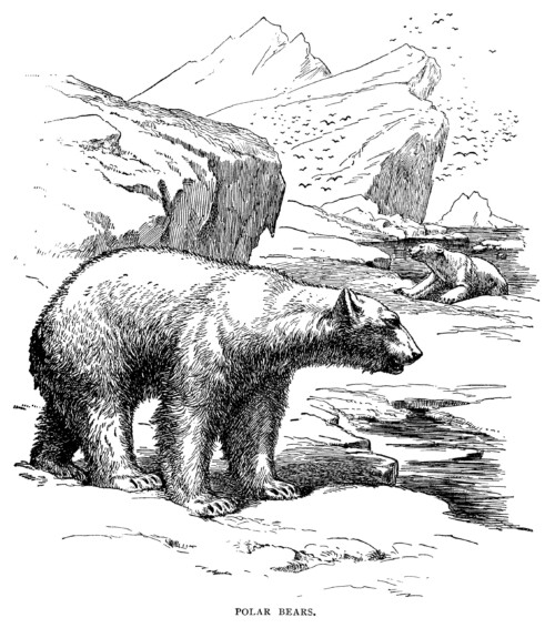 polar bear engraving, vintage polar bear illustration, vintage animal printable, printable image to color, black and white graphics