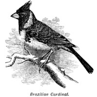 Brazilian Cardinal, bird on branch, black and white graphics, vintage bird clip art, digital bird illustration