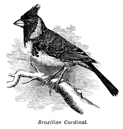 Brazilian Cardinal, bird on branch, black and white graphics, vintage bird clip art, digital bird illustration