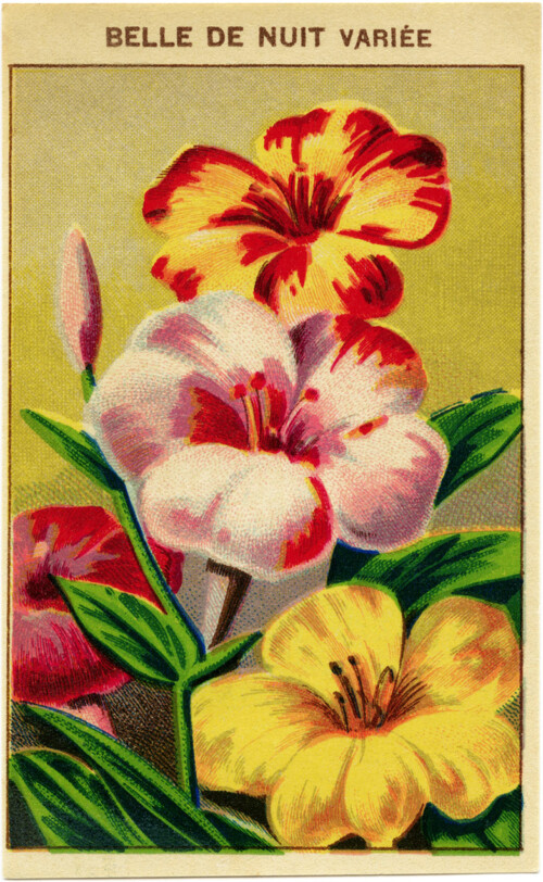 French seed label, belle de nuit, night blooming flower, vintage garden clip art, vintage flower illustration